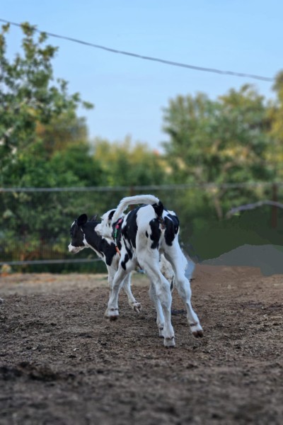 Sonandi Farm senior veterinary consultant discussing livestock diagnostics