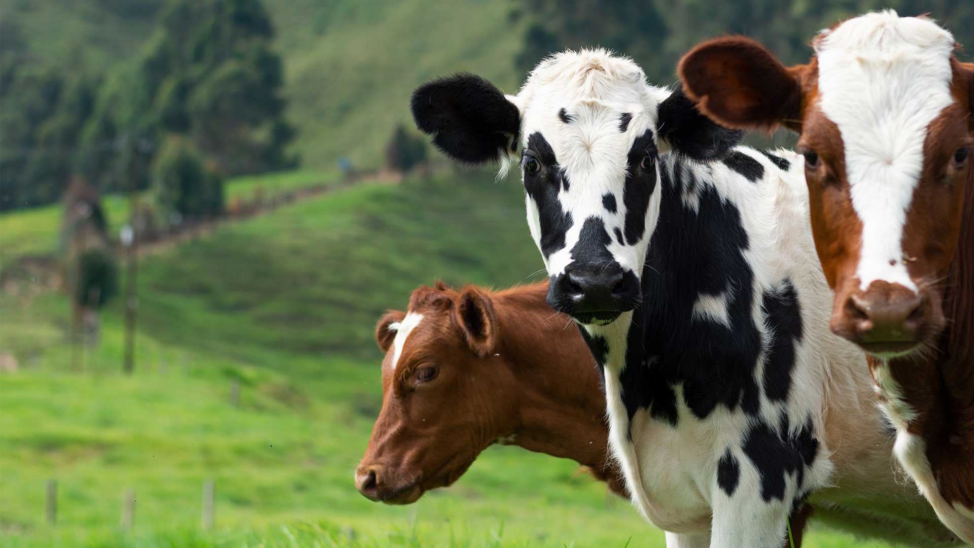 Healthy Holstein cows in a modern dairy farm