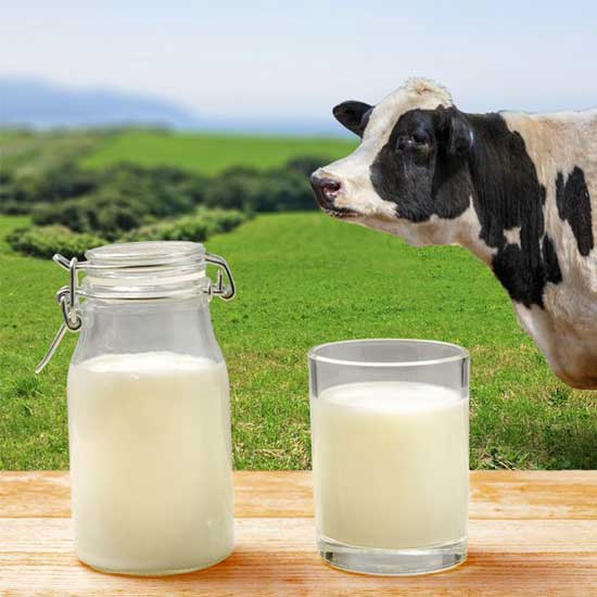Fresh Cow Milk bottle